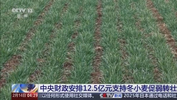 [新闻直播间]中央财政安排12_5亿元支持冬小麦促弱转壮_2026-02-14_05_21_02.jpg